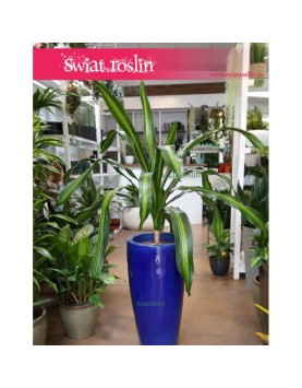 Dracena Burley, Draceana Burley, Smokowiec 3