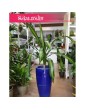 Dracena Burley, Draceana Burley, Smokowiec 3