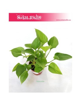 Homalomena ,Homalomena Lime, Czermiówka 1