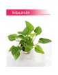Homalomena ,Homalomena Lime, Czermiówka 1
