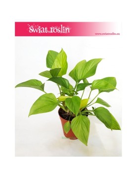 Homalomena ,Homalomena Lime, Czermiówka 3