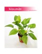 Homalomena ,Homalomena Lime, Czermiówka 3