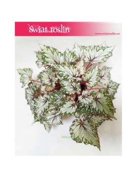 Begonia Rex Beleaf Asian Tundra, Begonia, Begonia Rex, Begonia Beleaf 3