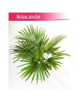 Livistona Rotundifolia , Livistona Okrągłolistna, Palma Okrągłolistna 3