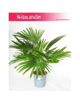 Livistona Rotundifolia , Livistona Okrągłolistna, Palma Okrągłolistna