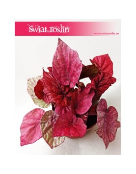 Begonia Rex Beleaf Inca Flame, Begonia Rex, Begonia Beleaf, Begonia, Begonia Inca Flame 2