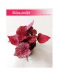 Begonia Rex Beleaf Inca Flame, Begonia Rex, Begonia Beleaf, Begonia, Begonia Inca Flame 3