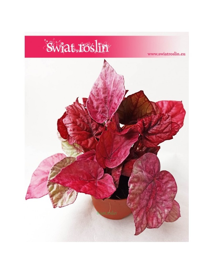 Begonia Rex Beleaf Inca Flame, Begonia Rex, Begonia Beleaf, Begonia, Begonia Inca Flame 5