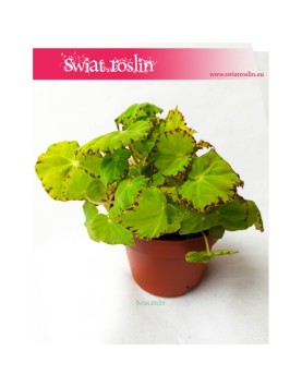 Begonia Rex Beleaf Lima Love, Begonia Rex, Begonia Beleaf, Begonia, Begonia Lima Love 1