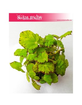 Begonia Rex Beleaf Lima Love, Begonia Rex, Begonia Beleaf, Begonia, Begonia Lima Love 3