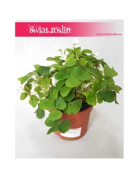Oxalis Regnellii Green, Szczawik Trójkątny 2