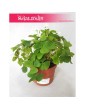 Oxalis Regnellii Green, Szczawik Trójkątny 2