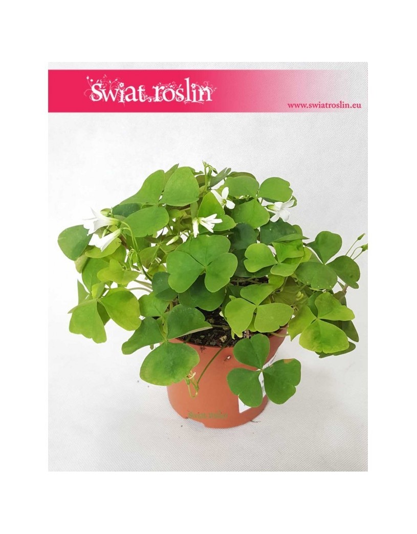 Oxalis Regnellii Green, Szczawik Trójkątny 3