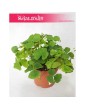 Oxalis Regnellii Green, Szczawik Trójkątny 3
