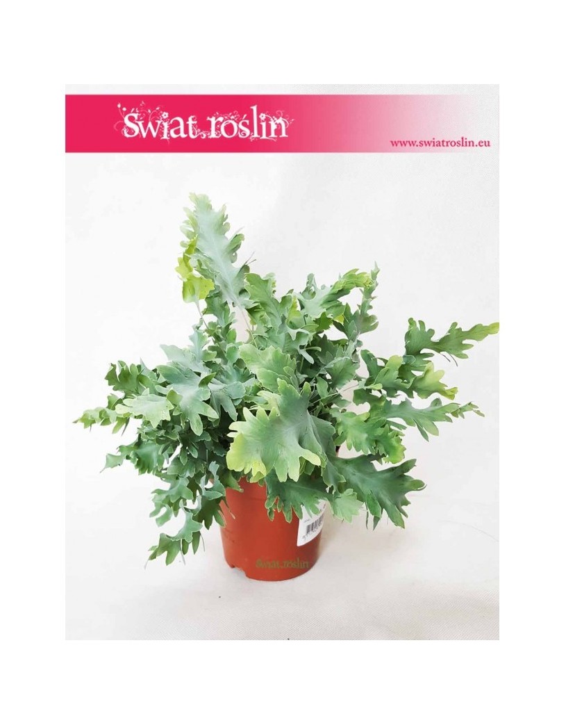 Phlebodium Davana , Flebodium Davana,  Paproć  Davana, Paprotka Davana,  Paprotka Phlebodium Davana,  Papoć  Flebodium Davana 1