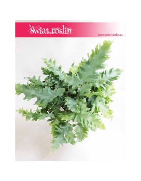 Phlebodium Davana , Flebodium Davana,  Paproć  Davana, Paprotka Davana,  Paprotka Phlebodium Davana,  Papoć  Flebodium Davana 2