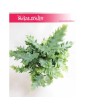 Phlebodium Davana , Flebodium Davana,  Paproć  Davana, Paprotka Davana,  Paprotka Phlebodium Davana,  Papoć  Flebodium Davana 2