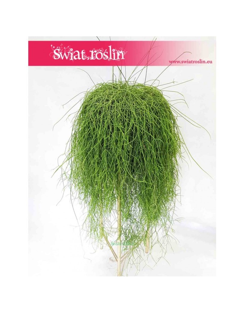 Rhipsalis Baccifera, Rypsalis Baccifera, Kaktus Rypsalis, Kaktus Rhipsalis, Patyczak 1