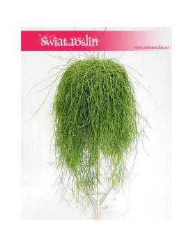 Rhipsalis Baccifera, Rypsalis Baccifera, Kaktus Rypsalis, Kaktus Rhipsalis, Patyczak 3