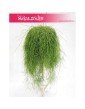 Rhipsalis Baccifera, Rypsalis Baccifera, Kaktus Rypsalis, Kaktus Rhipsalis, Patyczak 3