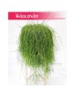 Rhipsalis Baccifera, Rypsalis Baccifera, Kaktus Rypsalis, Kaktus Rhipsalis, Patyczak 4