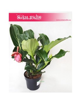 Medynila Wspaniała Flamenco, Medinilla Magnifica Flamenco 1