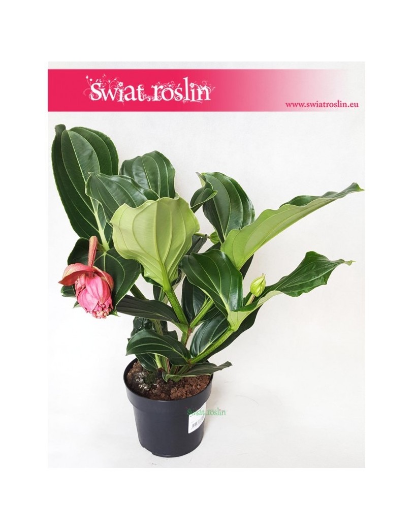 Medynila Wspaniała Flamenco, Medinilla Magnifica Flamenco 1