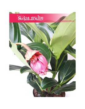 Medynila Wspaniała Flamenco, Medinilla Magnifica Flamenco 2