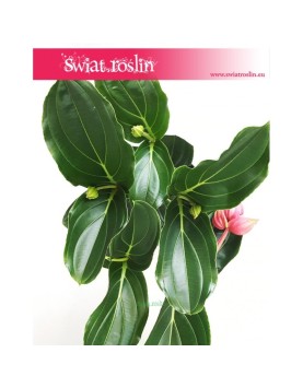 Medynila Wspaniała Flamenco, Medinilla Magnifica Flamenco 3