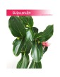 Medynila Wspaniała Flamenco, Medinilla Magnifica Flamenco 3