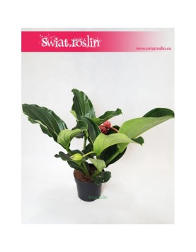 Medynila Wspaniała Flamenco, Medinilla Magnifica Flamenco 4