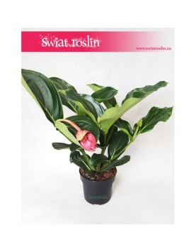 Medynila Wspaniała Flamenco, Medinilla Magnifica Flamenco 5