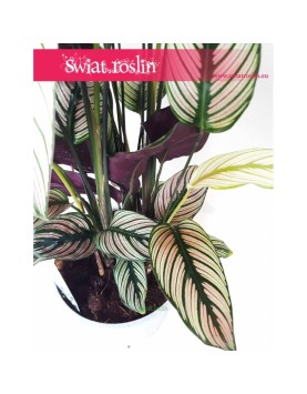 Kalatea White Star, Calathea White Star, Calathea Majestica White Star 1