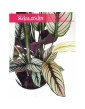 Kalatea White Star, Calathea White Star, Calathea Majestica White Star 1