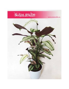 Kalatea White Star, Calathea White Star, Calathea Majestica White Star 2