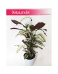 Kalatea White Star, Calathea White Star, Calathea Majestica White Star 2