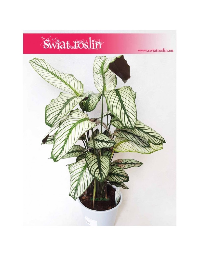 Kalatea White Star, Calathea White Star, Calathea Majestica White Star 4