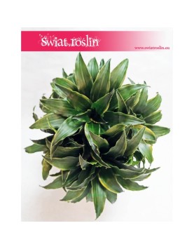 Dracaena Dracgreye, Dracena Dracgreye 2