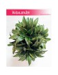Dracaena Dracgreye, Dracena Dracgreye 2