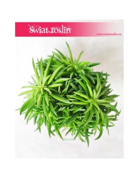 Peperomia Happy Bean, Szczęśliwa Fasolka 1