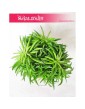 Peperomia Happy Bean, Szczęśliwa Fasolka 1