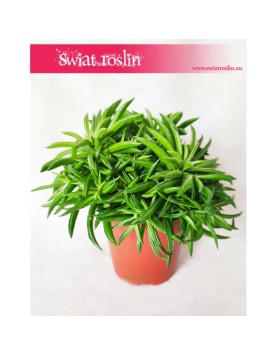 Peperomia Happy Bean, Szczęśliwa Fasolka 2
