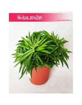 Peperomia Happy Bean, Szczęśliwa Fasolka 3
