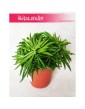 Peperomia Happy Bean, Szczęśliwa Fasolka 3