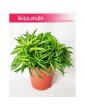Peperomia Happy Bean, Szczęśliwa Fasolka 4