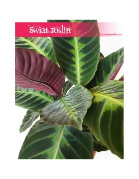 Calathea Warscewiczii, Kalatea Warscewiczii, Ostrzeszyn 3