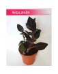 Ludisia Discolor, Klejnotowa Orchidea, Kwitnący Klejnot, Ludisia Storczyk Ludisja Discolor, Black Velvet, Haemaria discolor 3