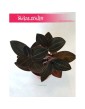Ludisia Discolor, Klejnotowa Orchidea, Kwitnący Klejnot, Ludisia Storczyk Ludisja Discolor, Black Velvet, Haemaria discolor 4