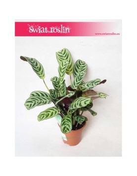 Ctenanthe Burle Marxii, Ktenante Burle Marxii 1