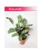 Ctenanthe Burle Marxii, Ktenante Burle Marxii 1